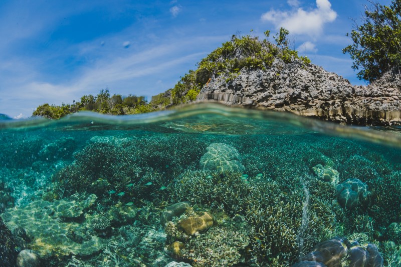 Pemandangan bawah laut di bawah sebuah pulau dihiasi terumbu karang.